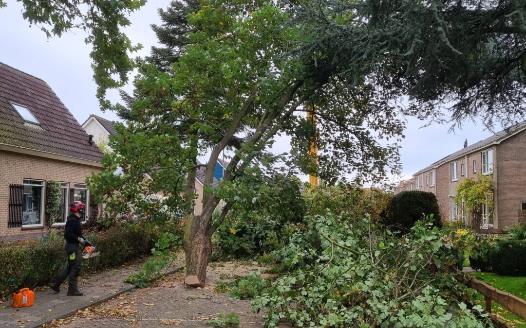 Boomverzorging – Rooien