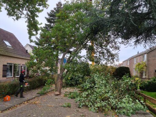 Boomverzorging – Rooien
